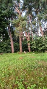 Fundacja Poch&oacute;wek i Pamięć IMG_20220724_210735